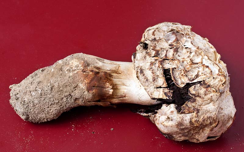 Agaricus deserticola